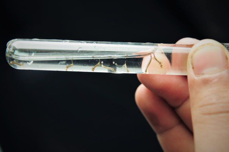 Vigilância e Saúde da Família juntas no combate ao Aedes